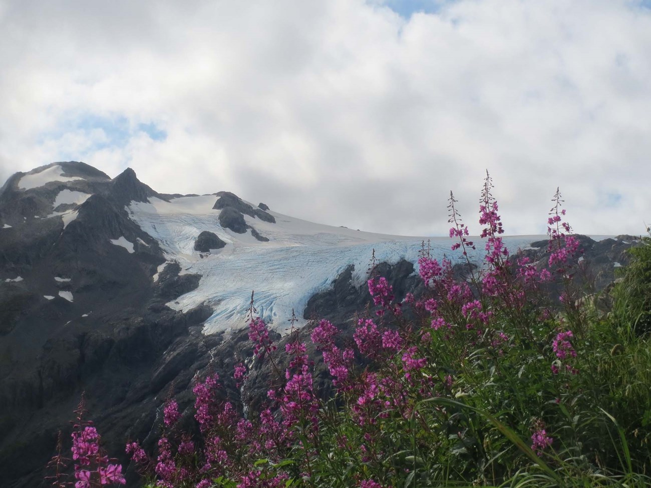 Purple fireweed flowers with a snow covered glacier and mountain in the background.