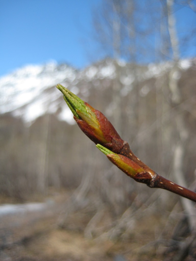 Up close view of a new bud of a cottonwood tree.