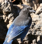 steller jay