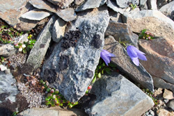 wildflowers growing on a rocky outcrop atop the Harding Icefield