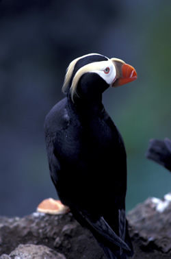 Tufted Puffin