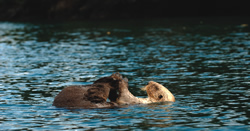 Sea Otters