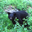 Black bear in alders