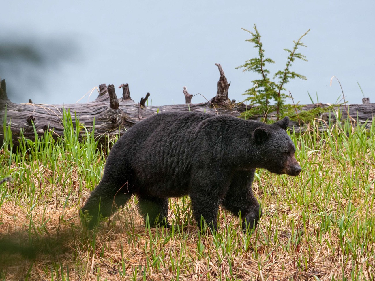 Black bear