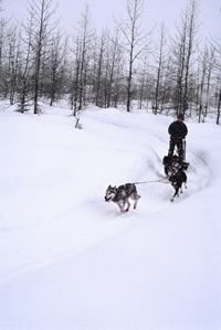 Musher with two dogs Musher with two dogs