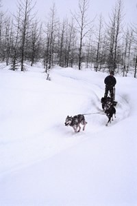 A musher is pulled through the woods by sled dogs.