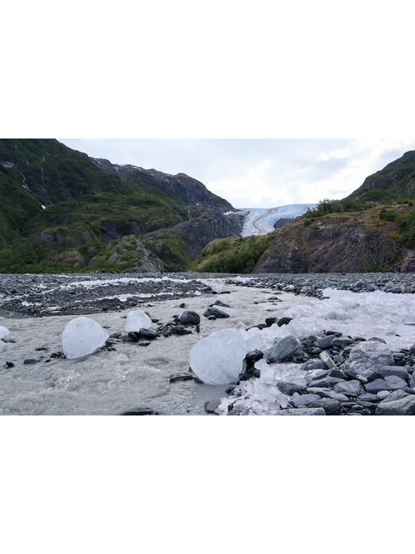 Chunks of glacier ice line a creek from Exit Glacier