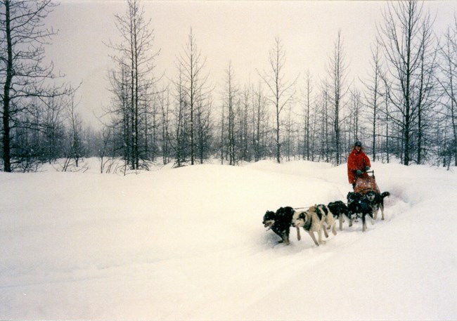 A person dog sledding with multiple dogs in winter