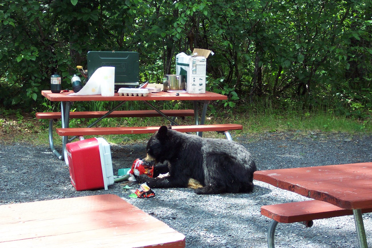 A bear eating food from a cooler in front of a picnic table