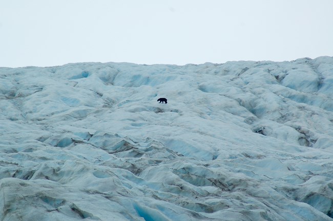 Bear on glacier ice