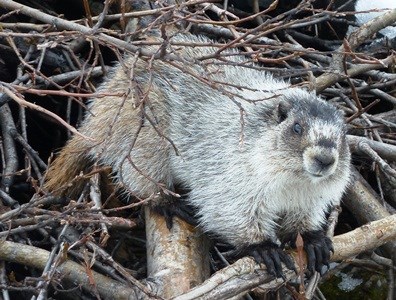 A hoary Marmot climbs through a pile of branches. A hoary Marmot climbs through a pile of branches.