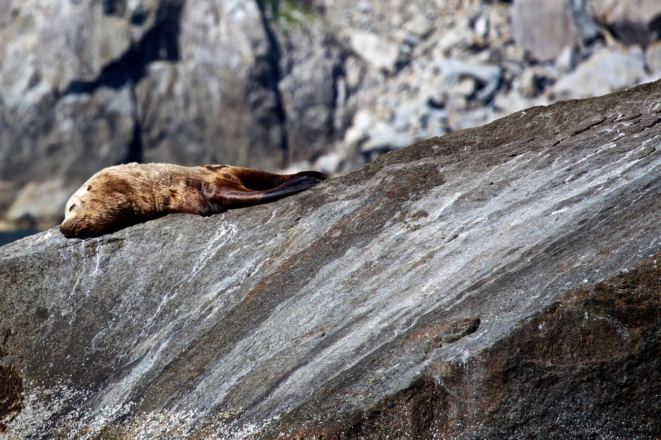 A sea lion sleeps while hauled out on a rock