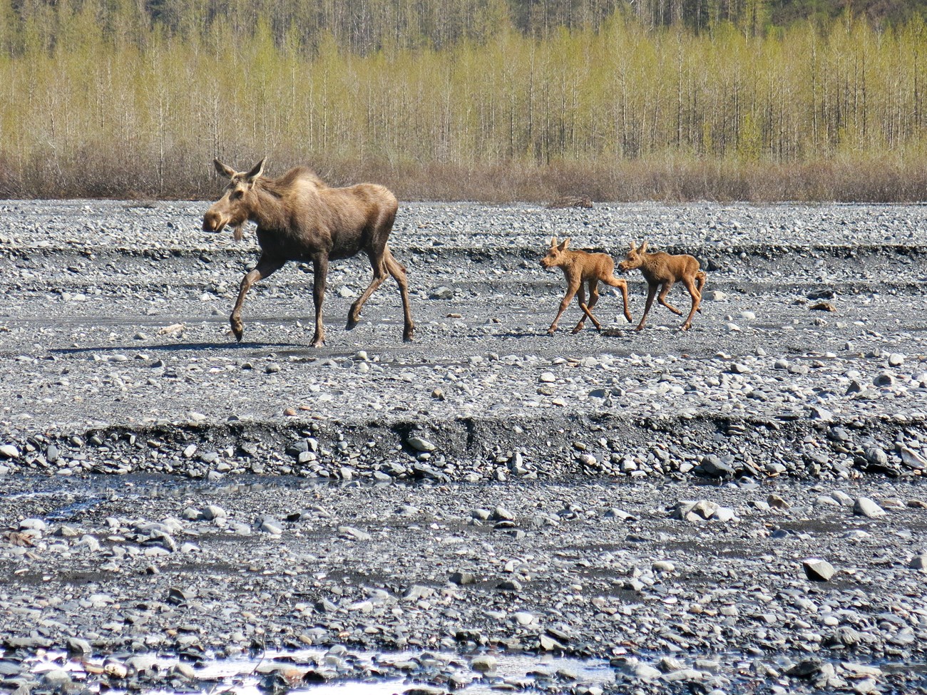 Cow moose and calves on outwash