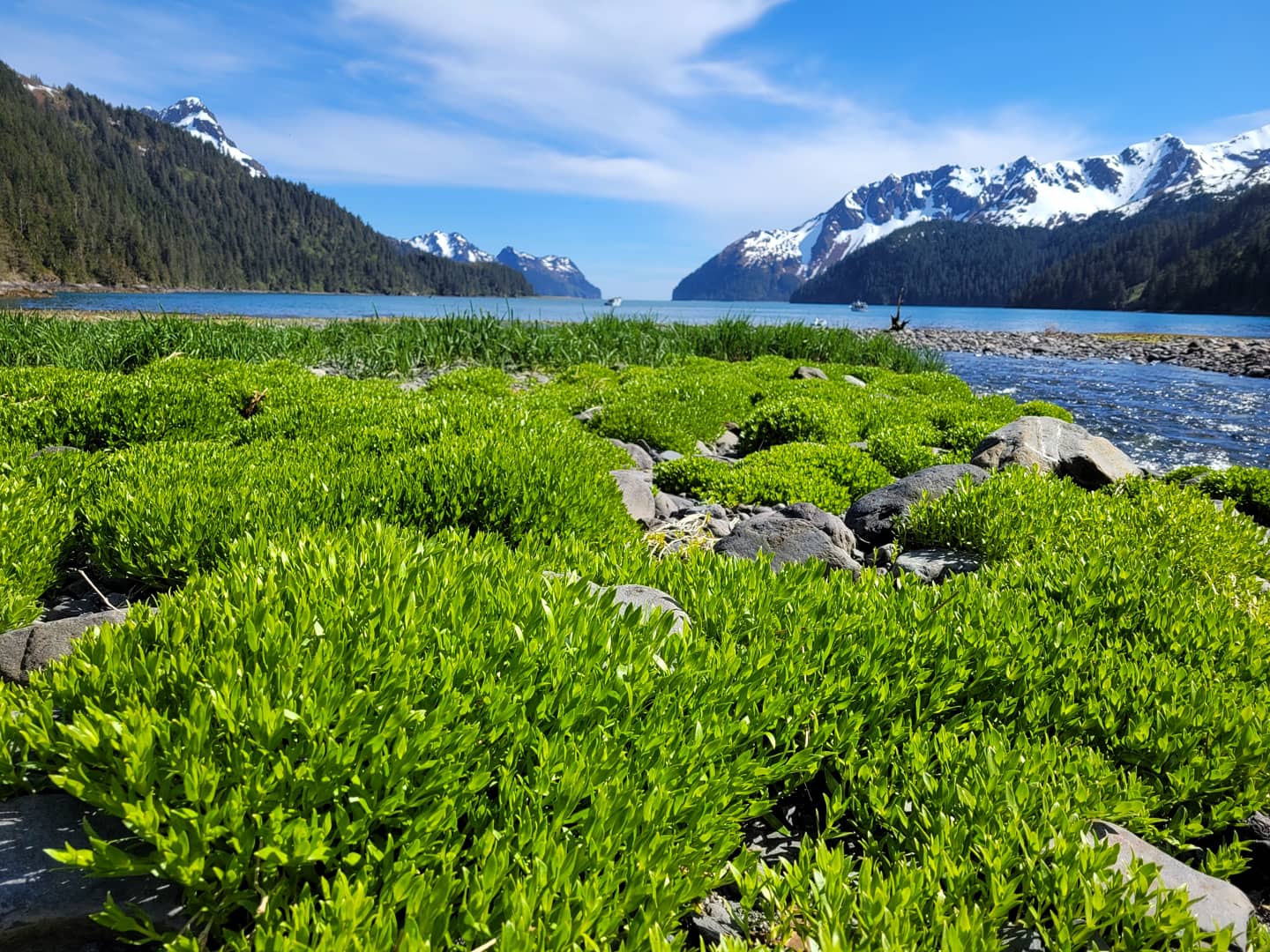 Beach grass on the coast with mountains and bay beyond