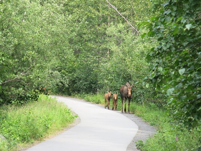 Cow moose and calves moving along trail