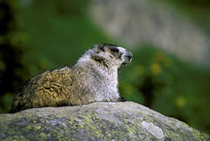 A hoary marmot sits on a rock.