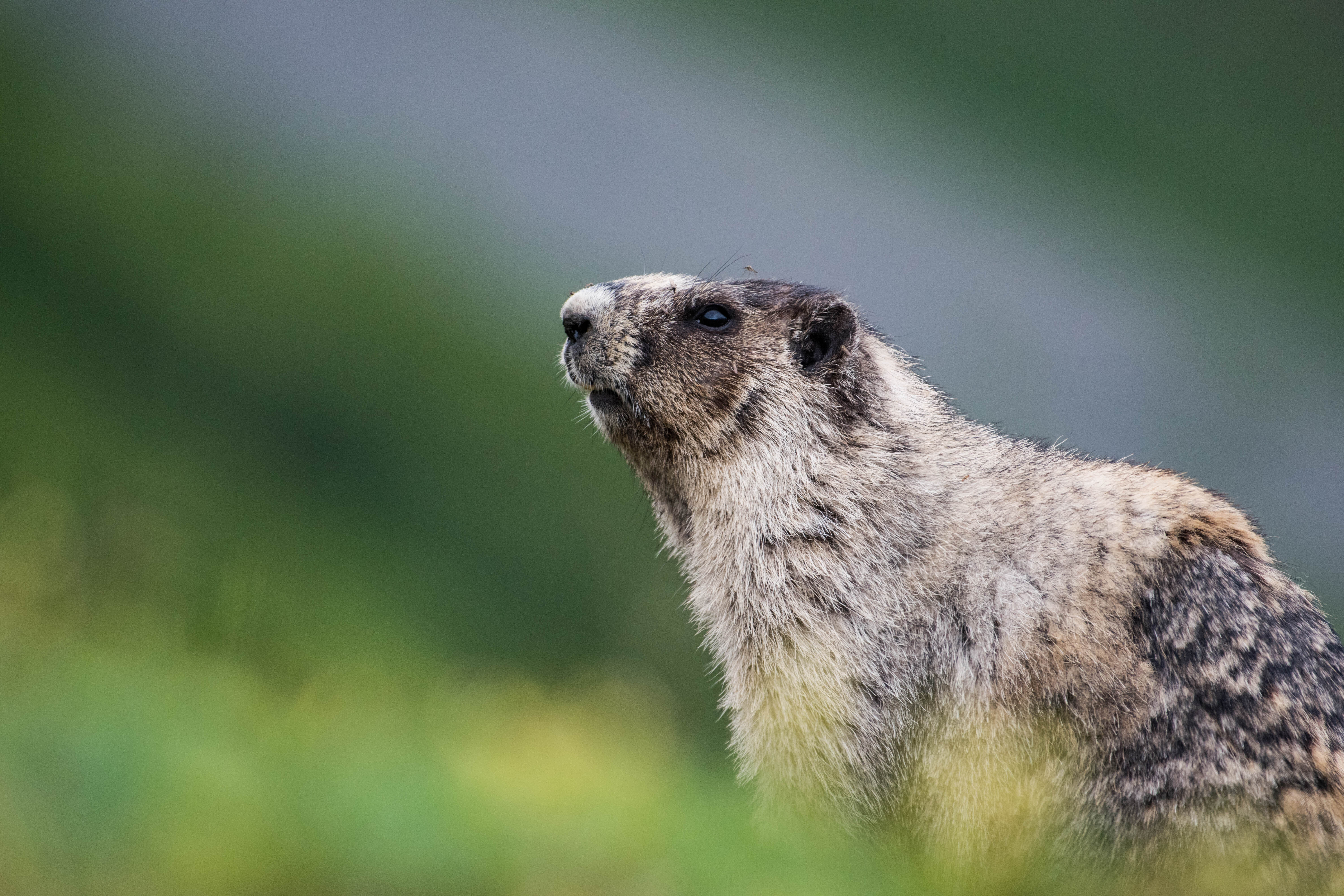 Hoary Marmot