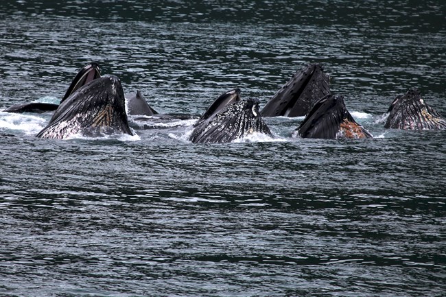 Multiple whales come up to the surface for bubble-net feeding