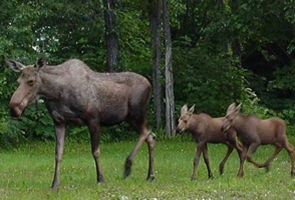Moose cow with two calves following behind.