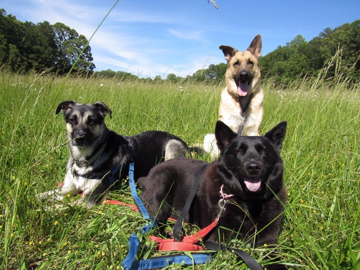 Three dogs in the field