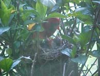 mother cardinal feeds her babies