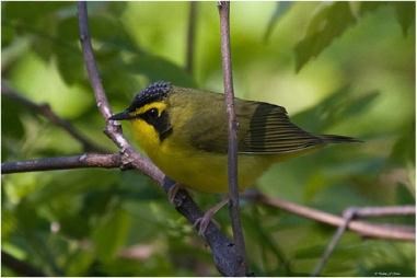 Chubby, fist-sized yellow bird with stripe on head and under eye perches on branch.