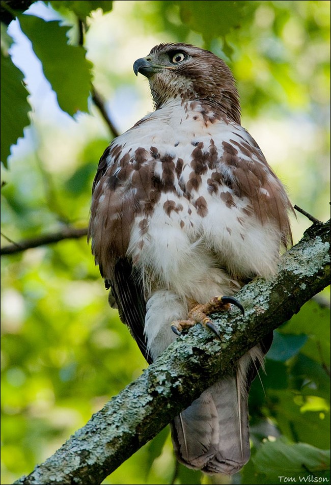 Brown and white bird about the size of arm from elbow to fist sits perched with tail hanging below branch.