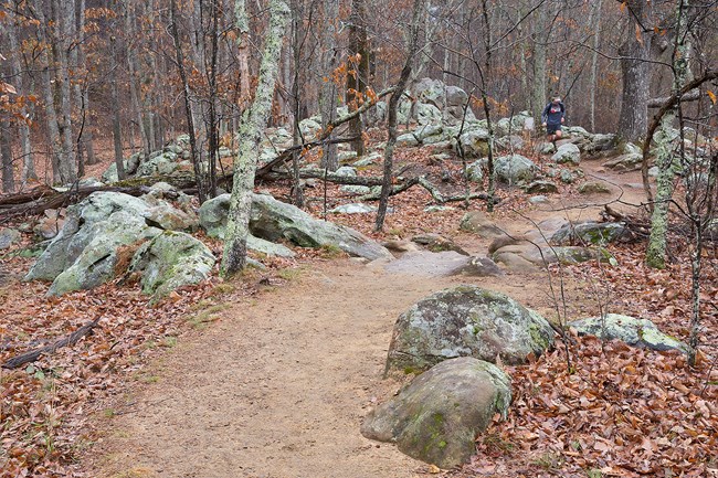 Dirt trail surrounded on either side by scattered narrow trees, 2-3 foot boulders, and dried leaves. Boulders embedded in trail as well.