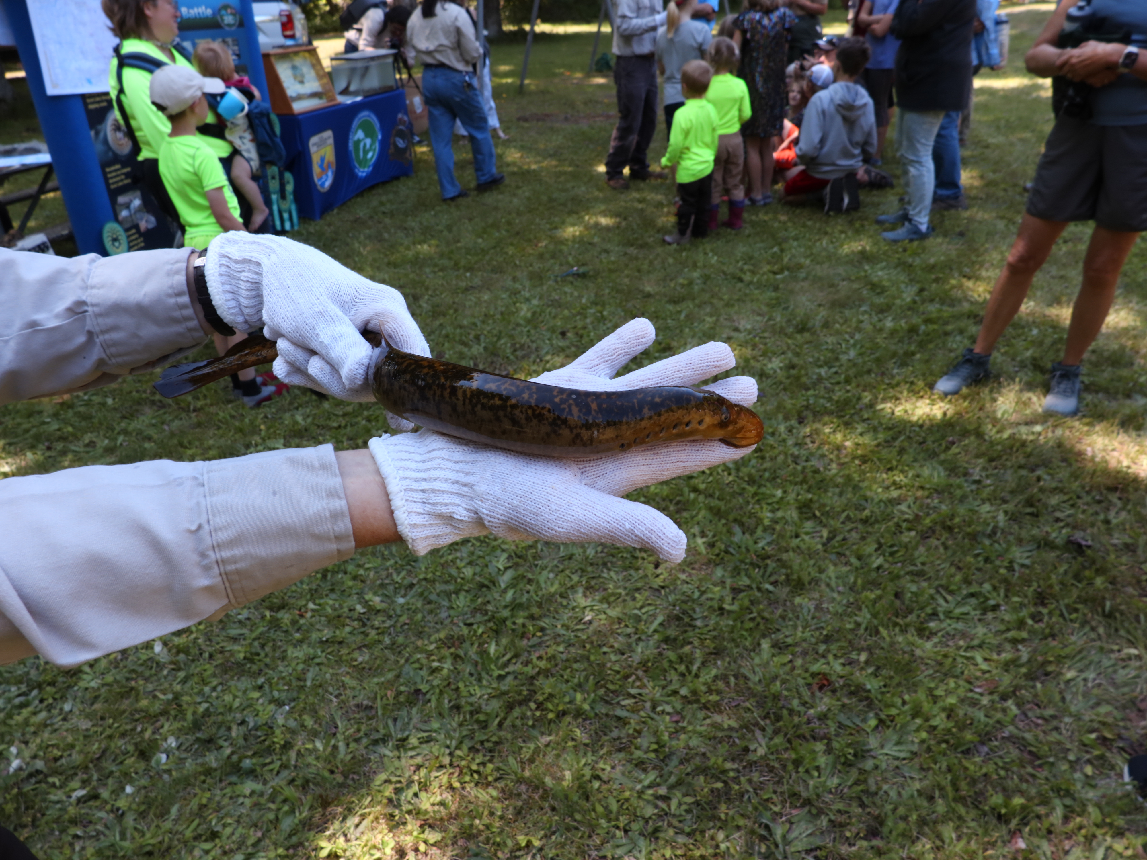 A member of the Michigan DNR holds an adult sea lamprey