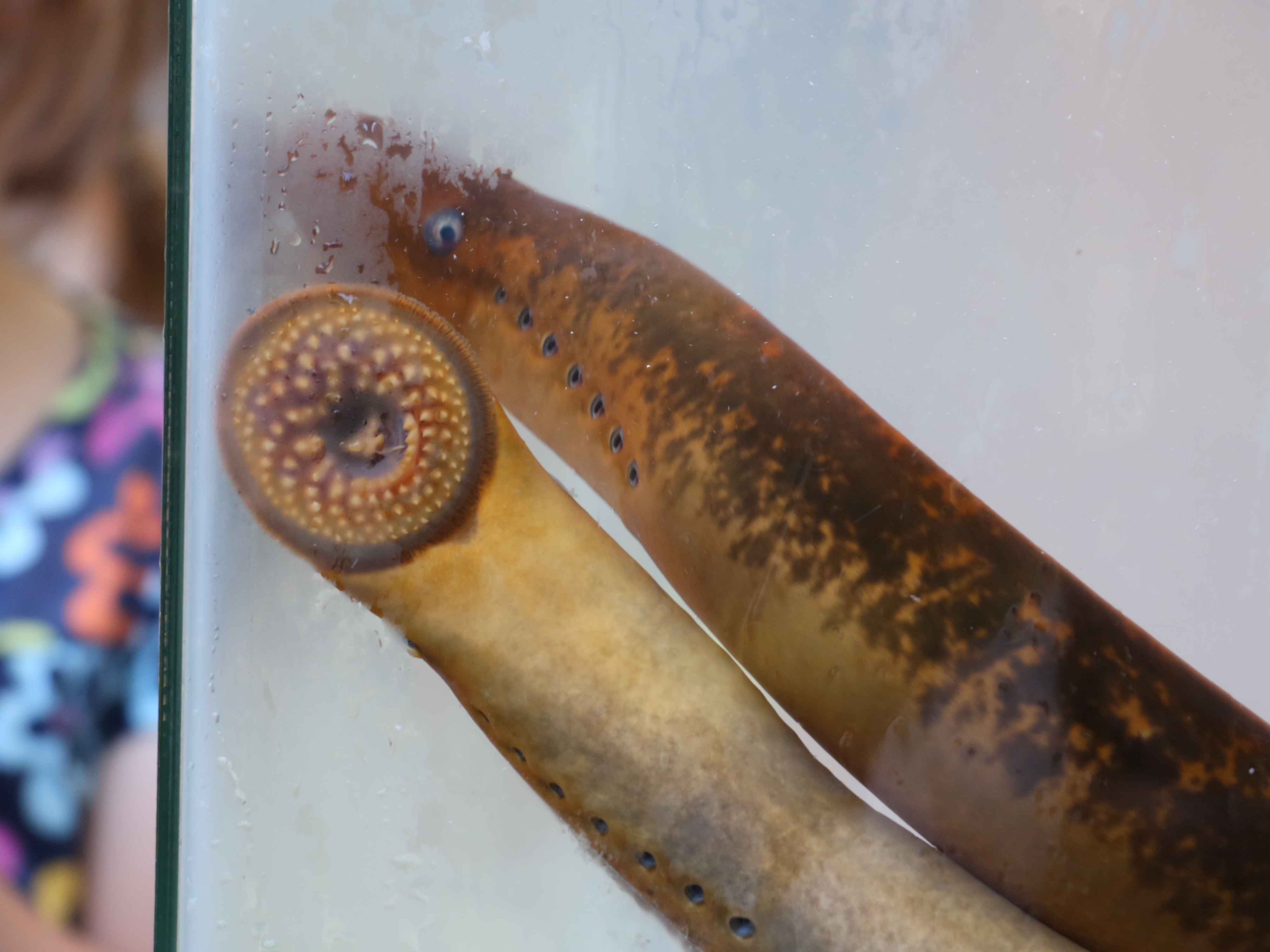 Two full grown sea lamprey in an aquarium. One has its mouth pressed gainst the glass revealing sharp teeth.