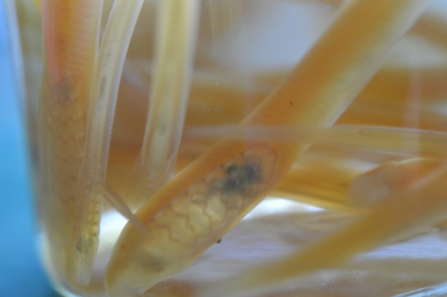 Sea lamprey larva in an aquarium
