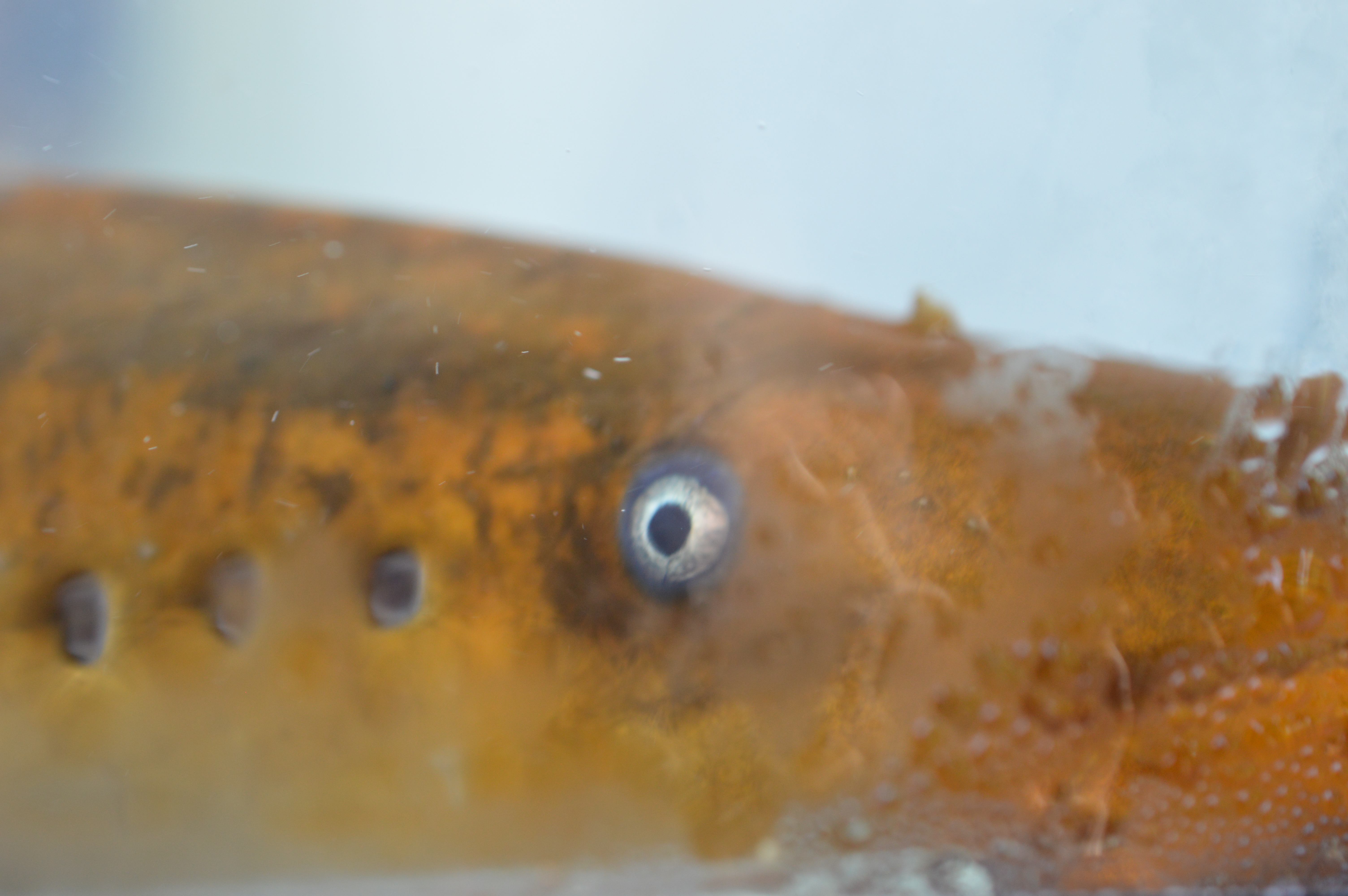 A sea lamprey stares out of an aquarium