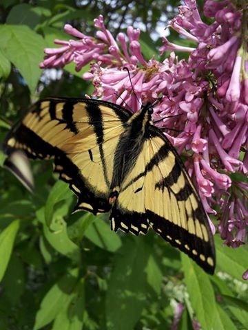 Canadian Tiger Swallowtail butterfly