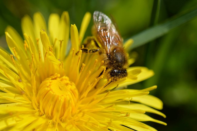 Honeybee on a dandelion
