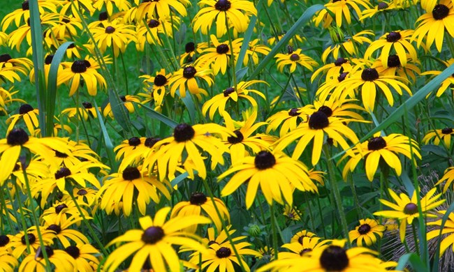 Pollinators - Keweenaw National Historical Park (U.S. National Park ...