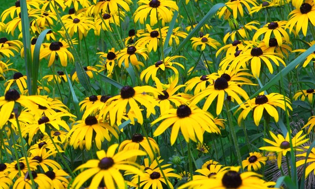 Black-eyed Susan's