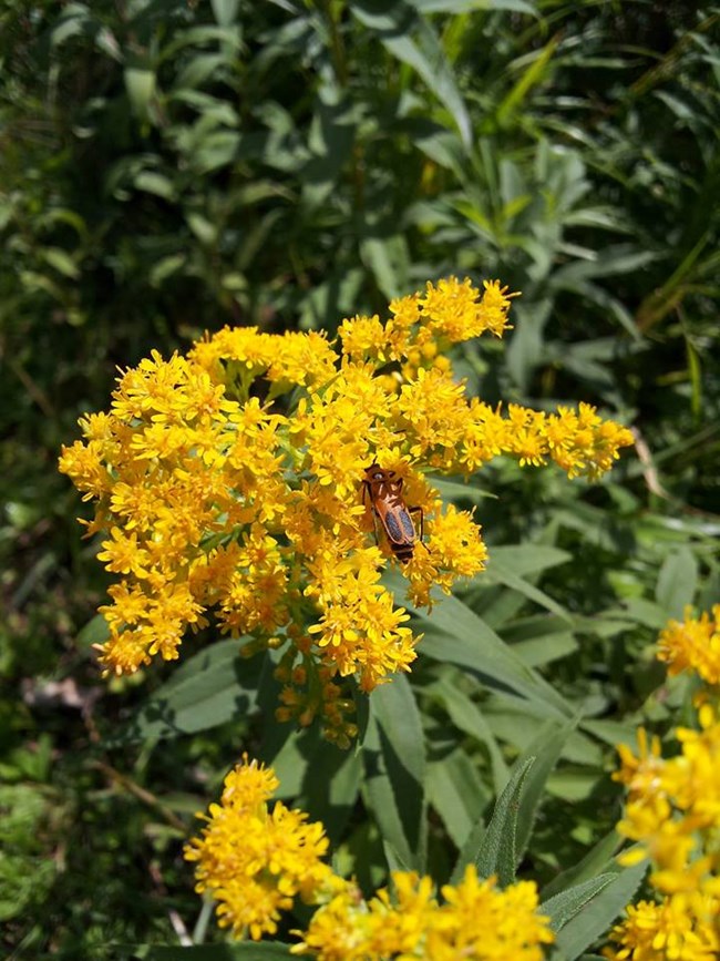 Goldenrod soldier beetle on godlenrod