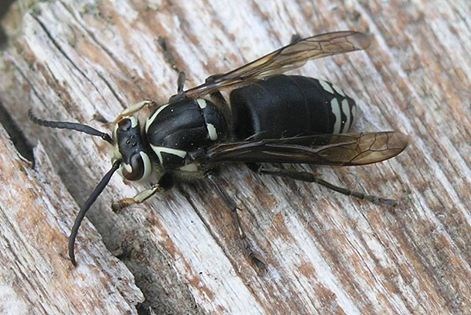 Baldfaced Hornet