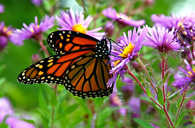 Monarch on aster