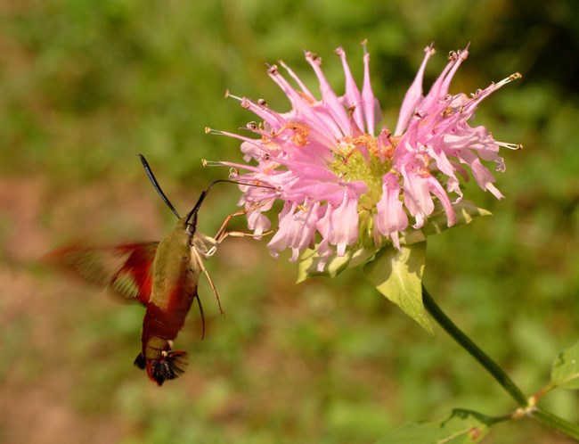 Hummingbird moth