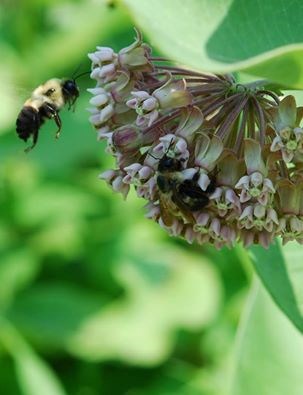 A bee pollinating milkweed