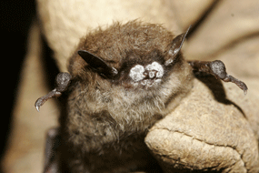 Little Brown bat