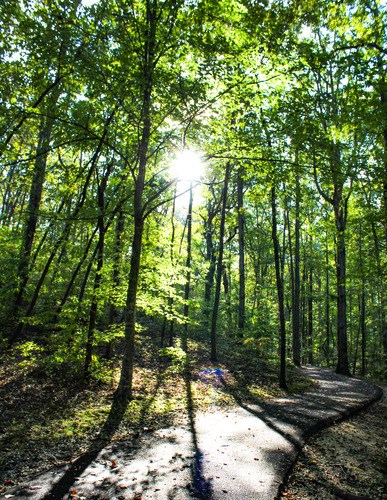 A trail winds through some trees with the sun coming up behind them.