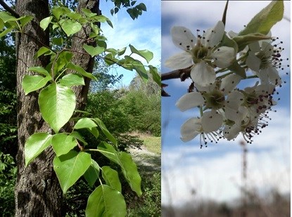 The left photo has green shiny leaves on a medium sized tree. The right photo has white flowers off a branch.