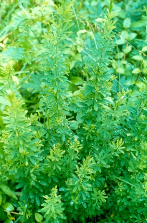 A green plant that protrudes out from its base.