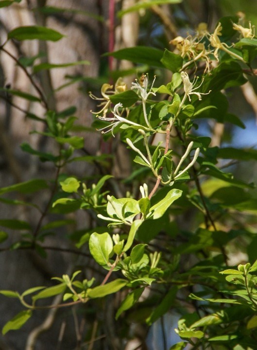 A green vine-like plant in a forest.