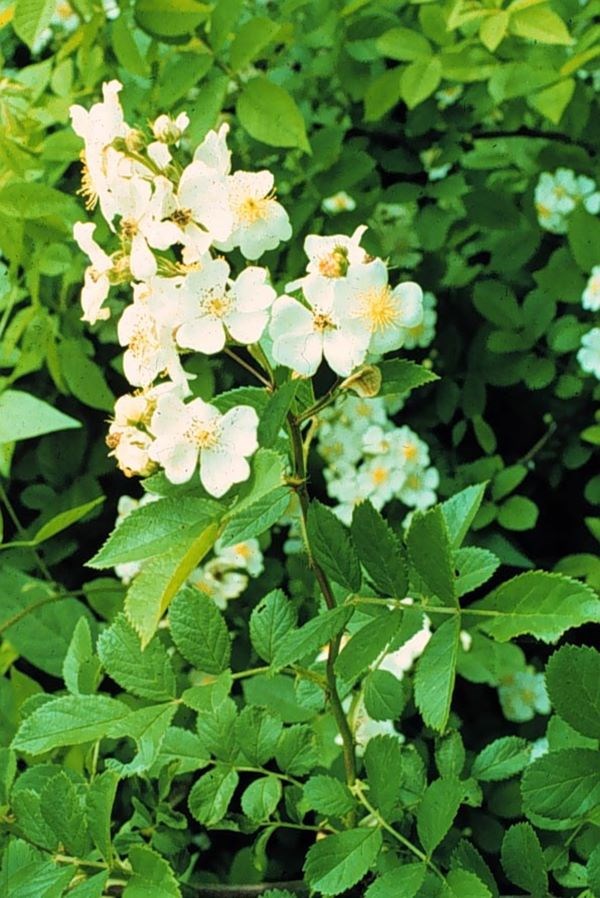 A green plant with a white flower with a yellow center.