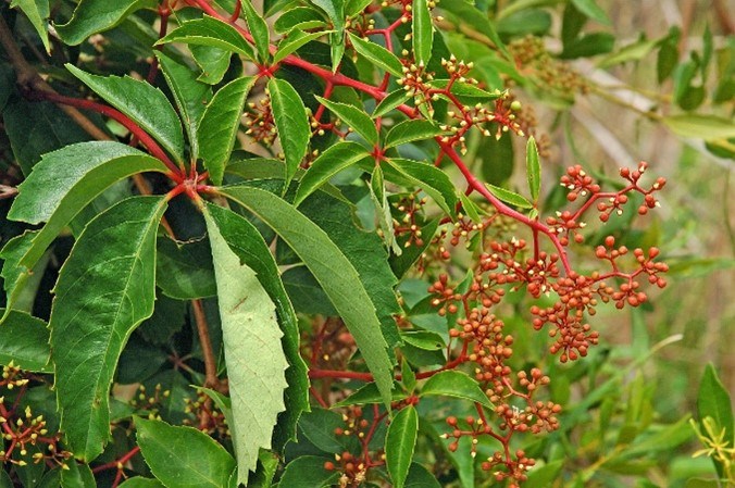 A green plant with red stems and berries