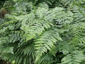 A green plant with small, tightly compact leaves.