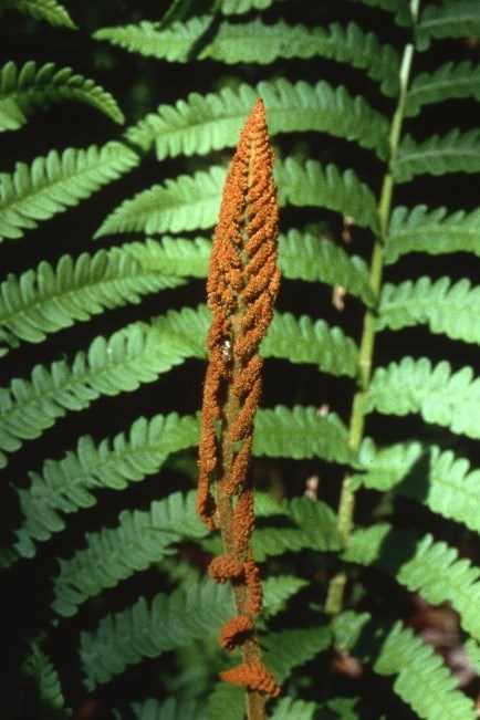 A brown/cinnamon colored plant shoots up in front of green fern leaves.